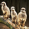 Confused meerkats puzzle