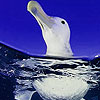 Cool water duck puzzle