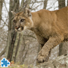 Cougar Hunting In Woods