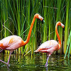 Couple flamingo slide puzzle
