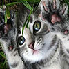 Coward cat slide puzzle