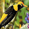 Crazy birds hidden numbers