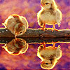 Crazy birds puzzle