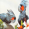 Crazy gray birds slide puzzle