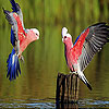 Crazy red birds slide puzzle