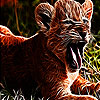 Crazy tiger slide puzzle