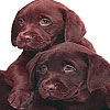 Cute coffee dogs puzzle