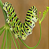 Cute colored caterpillar slide puzzle