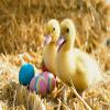 Cute Duck