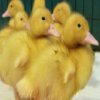 Cute Duckling Jigsaw