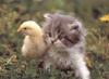 Cute friends: Chick and Kitty