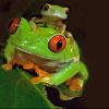Cute green frogs slide puzzle