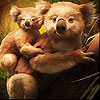 Cute koala family slide puzzle