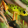 Cute little frog slide puzzle