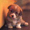 Cute puppy drag and drop picture puzzle