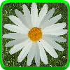 Daisy of Love