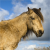 Dartmoor Pony
