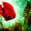 Deep orange fish slide puzzle