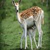 deer puzzle