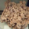 Desert Rose Slider