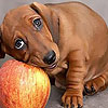 Dog and apple puzzle