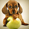 Dog and apple slide puzzle