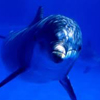 dolphin tower defense