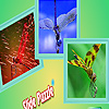 Dragonfly in the garden puzzle