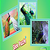 Dream peacocks in private puzzle