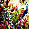 Dream peacocks slide puzzle