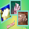 Dream swans family puzzle