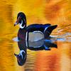 Duck in Water Small Thumbnail