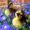 Ducks in the garden  slide puzzle