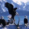 Eagle Slide Puzzle