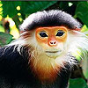 Elderly monkey slide puzzle