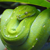 Emerald Boa Slider Puzzle