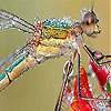Emerald fly slide puzzle