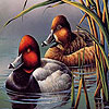 Fabulous ducks hidden numbers
