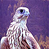Fantastic brave bird slide puzzle