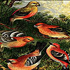 Fantastic birds puzzle