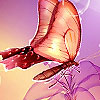 Fantastic butterflies hidden numbers