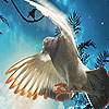 Fantastic flying bird puzzle