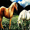 Fantastic horses hidden numbers