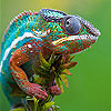 Fast colorful chameleon slide puzzle