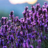 Field of flowers