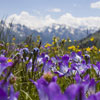 Field