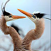 Fighter birds slide puzzle