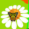 Find The Butterfly