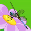Find the Dragonfly