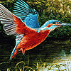 Fisher birds puzzle